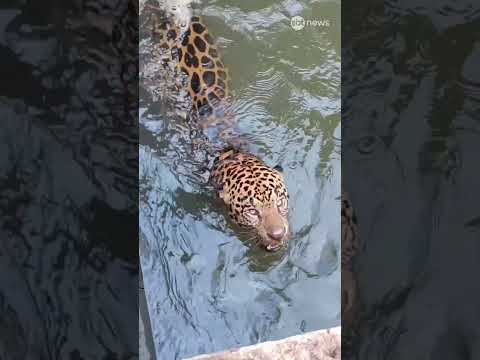 Onça-pintada presa em canal de usina no Mato Grosso é resgatada