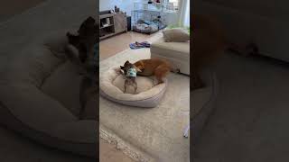 Video preview image #1 Chihuahua-Unknown Mix Puppy For Sale in Arlington, VA, USA