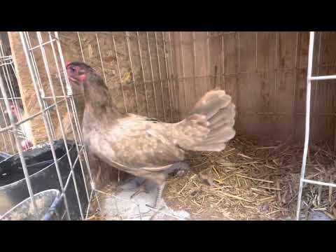 Chocolate 🍫 Henny Hen