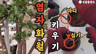 염자 키우기! 염자 빛, 온도, 물, 번식!! 화월 키우기! #엉클플랜트 #식물키우기 #공기정화식물