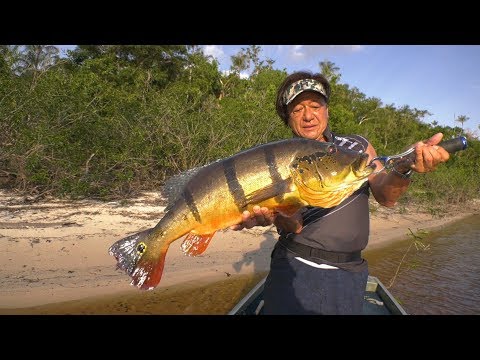 #357 【Part1】黒き大河に潜む極彩色の大魚～アマゾンのピーコックバス～
