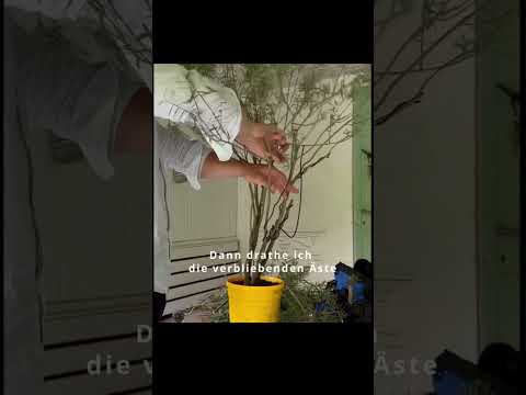 Trauerweiden Bonsai🌳😍 #bonsai #pflanzen