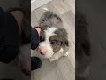 Mini Bernedoodle dogs for sale: Shelby - Video 1
