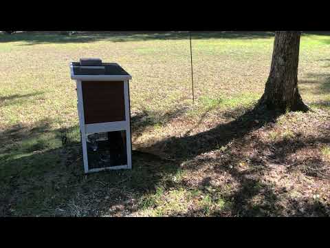 Rabbits Getting Stung by Yellow Jackets in Jackson, NJ