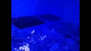 ダルマガエル ライブ 2026/07/03 16:00から2026/07/04 03:55
