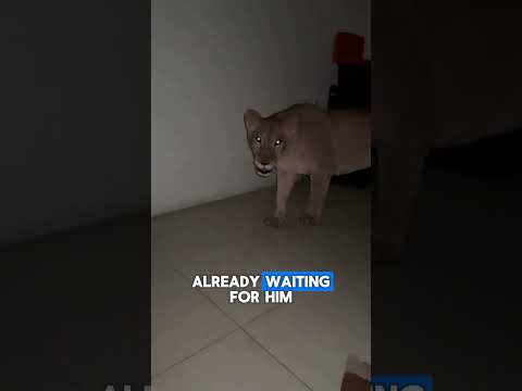 House Lions Ambush Owner At Midnight
