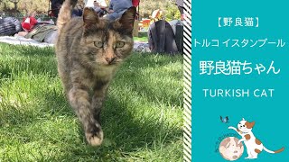 ピクニックに参加する猫 | トルコ イスタンブール在住 野良猫ちゃん | Trukish Cat