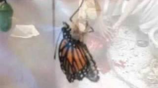 melvins-lovely butterflies (fan video)