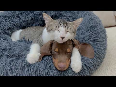 YouTube 썸네일