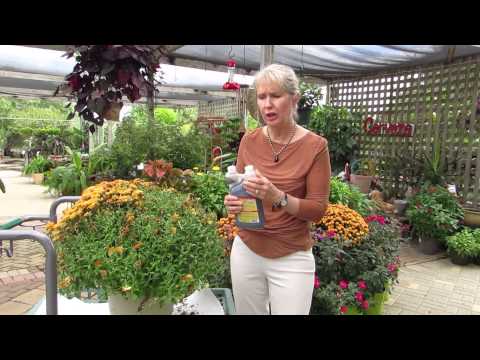 download lagu mp3 mp4 How Long Do Cut Chrysanthemums Last, download lagu How Long Do Cut Chrysanthemums Last gratis, unduh video klip How Long Do Cut Chrysanthemums Last