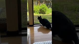 はと