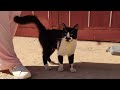 A Stray Tuxedo Cat Is Very Affectionate Asking For Food