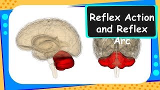 Biology - Nervous System – Reflex action - Control and coordination - Part 2 – English