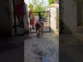 Kahan Jaoge Cutie Pie Comedyvideos Funny Viralvideos Shortvideos Comedy Labrador Dogs