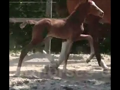 2018 Hanoverian filly by SECRET www.sporthorses-online.com
