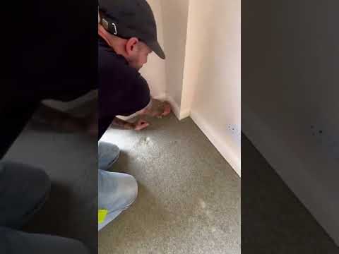 HOW TO REMOVE Old Carpet Like a pro #diy #howto #shorts #carpet