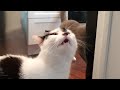 AWBLAHABLOA AHBLOMNOMB Moo Making Bizarre Sounds Cat That Cannot Behave Normally Around Food