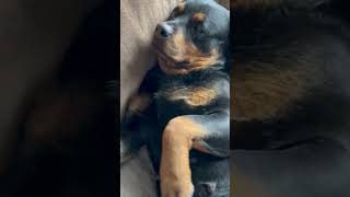 Video preview image #1 Rottweiler-Unknown Mix Puppy For Sale in Princeton, MN, USA
