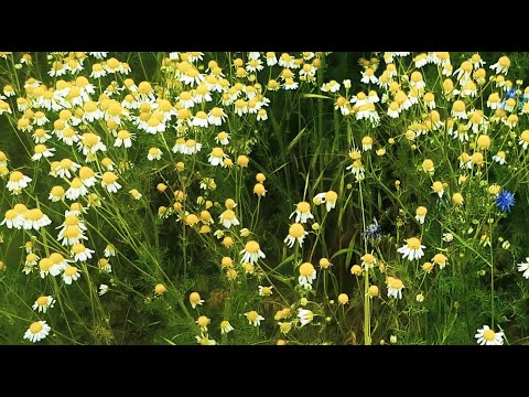 #27 Echte Kamille erkennen - einfach und schnell erklärt