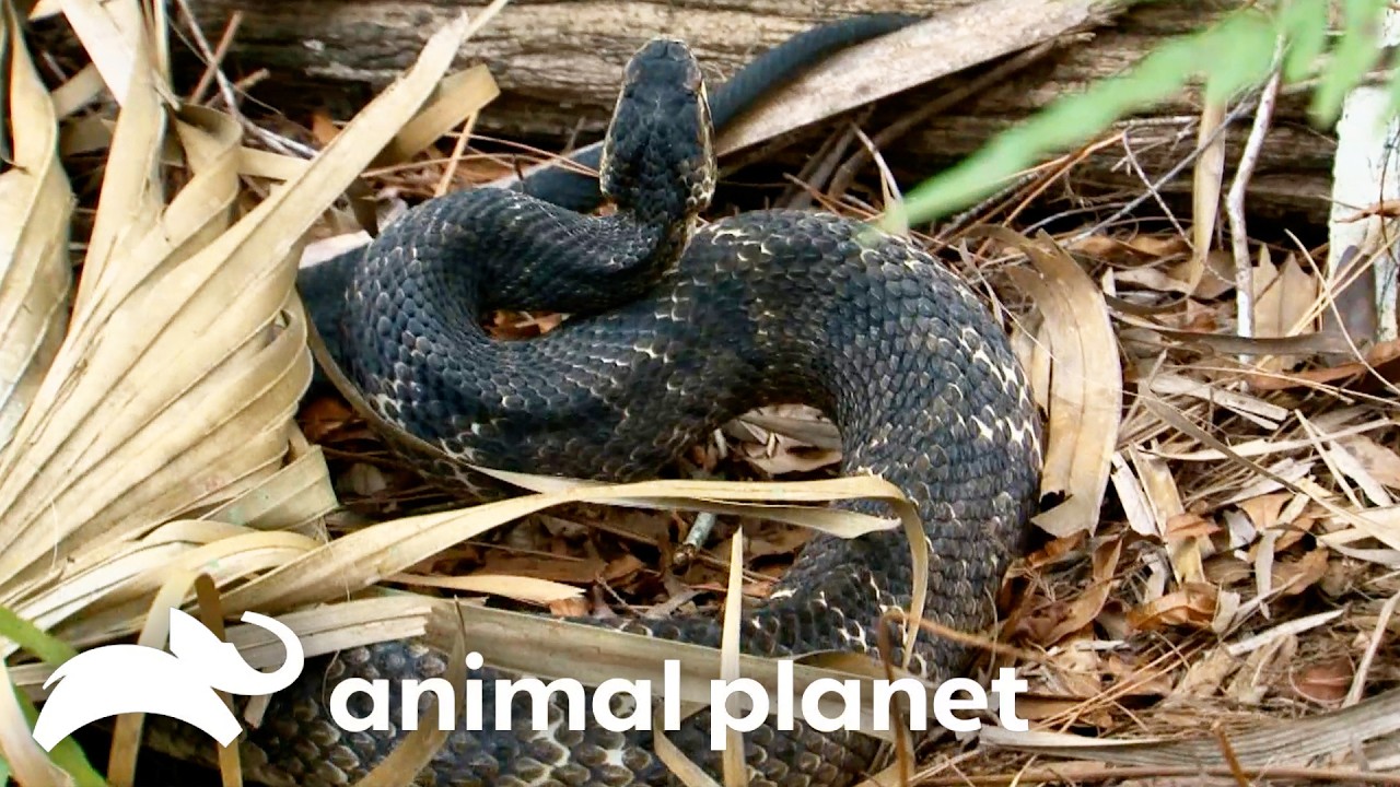 Deadliest Snakes and Backyard Gators! | Gator Boys | Animal Planet