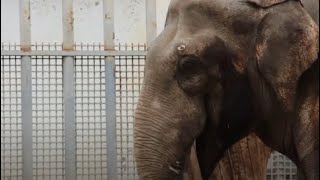 Харківський слон Аун Нейн Лей святкує 23-річчя