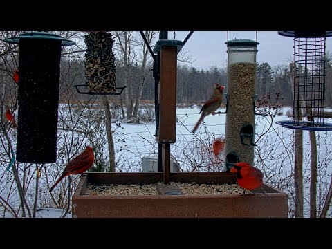 Northern Cardinals Flock For Dinner At Cornell Feeders | Jan. 5, 2026