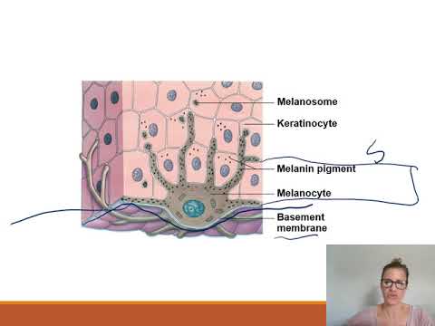Integumentary System Part 2 for A & P I