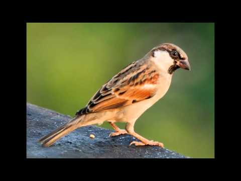 Victor Ark - Facebook / DJ IORI MIX (Pete Japan Remade)