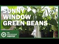 Grow Fresh Green Beans All Winter Long in a Sunny Window Inside Your Home