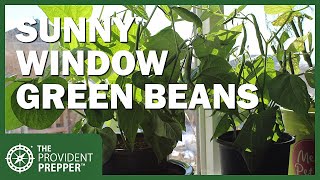 Grow Fresh Green Beans All Winter Long in a Sunny Window Inside Your Home