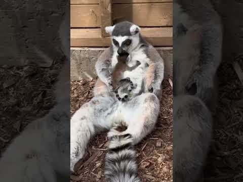 This Baby Lemur Is The Cutest Thing You'll See Today ♥️