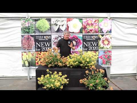 TERRA NOVA® Nurseries, Inc. - Agastache POQUITO™ Butter Yellow & Agastache POQUITO™ Orange