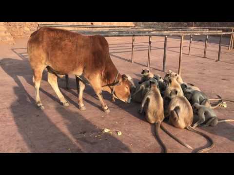 Affenfütterung im Tiger Nationalpark, Ranthambhore