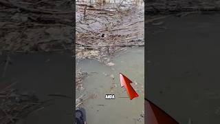 Download lagu Pemancing terkejut dengan ikan yang dia dapat #shortvideo #shorts mp3