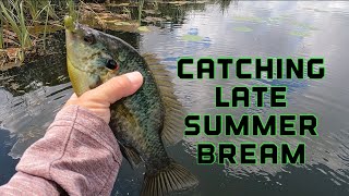 Catching BREAM at the end of summer