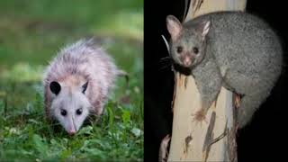 Mythbusting Opossum Facts | Backyard Nature