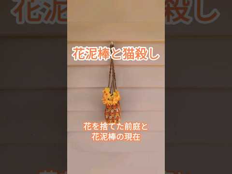  4月に植える球根：カラフルで香り豊かな庭のためのトップ10！  庭園