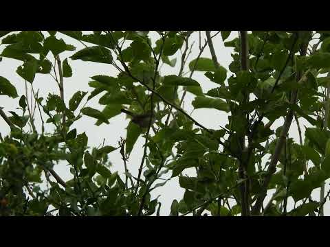 Barullero (Euscarthmus meloryphus) - Piedras Blancas - Entre Rios - 28/11/2025