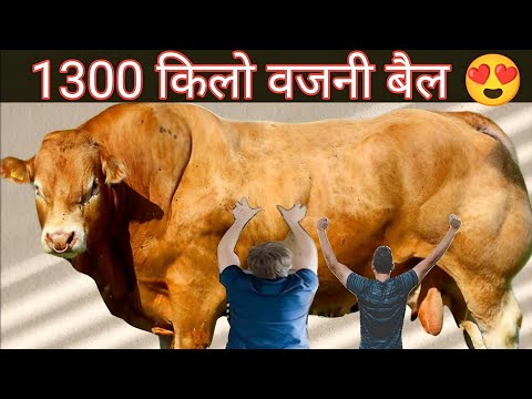 , title : 'France's 1300 Kg Weighty Bull | Limousin Cow Breed | Complete Documentary By AJ Cattle Info'