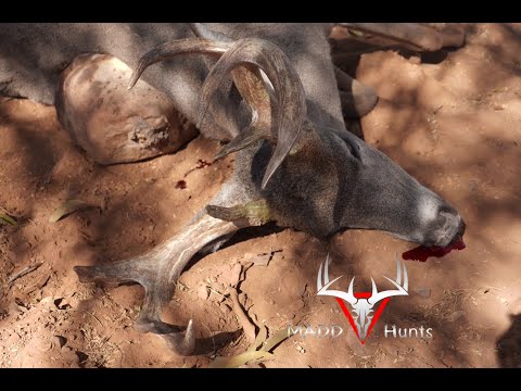 Measuring Tricer's Mexico Buck Measuring Tricer's Mexico Buck