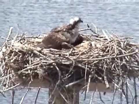 PSNH Osprey Nest, NH - 6/17/2009 - Tiny snuggles with Mom