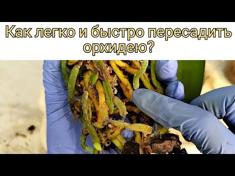 , title : 'Подробная инструкция - Как ЛЕГКО и БЫСТРО пересадить орхидею из мха в кору?'