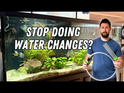 Are Water Changes Really Necessary for Your Aquarium?