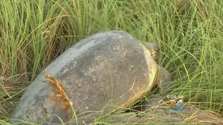 Endangered Green Sea Turtle Males Seem To Be Disappearing