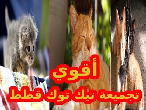 اقوي تجميعه تيك توك وميوزيكلي  قطط Tiktok الجزء 3