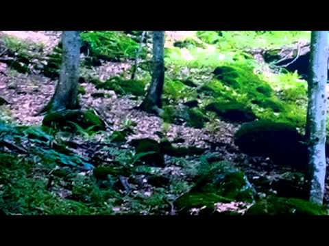 Feini - Was Zum Teufel ft. Mr Schnabel