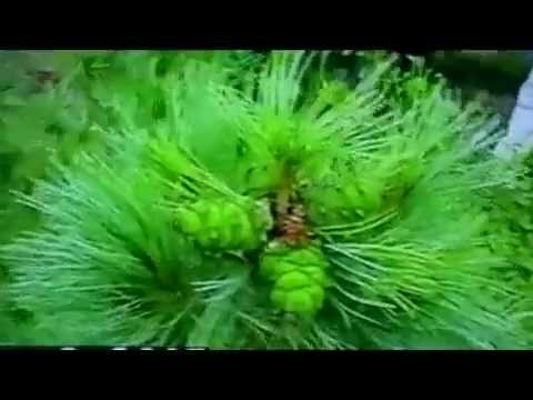 Песня 'Колыма'