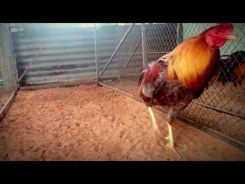, title : 'Sey Chicken Rooster Crowing Compilation Plus sound #chicken #roosters'