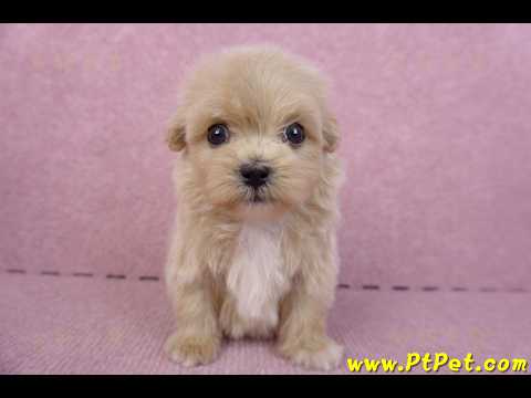 10/13馬爾泰迪公幼犬3號