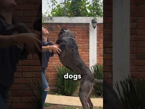 I can’t believe how big he is now 😳 #shorts